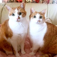 向かい合って飼い主さんを見つめる小判くん（左）、金貨ちゃん（右）（画像提供：ネコにごはんさん）