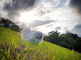 ２０１８インスタ映えで賞　ペキニーズの「ミルフィー」　