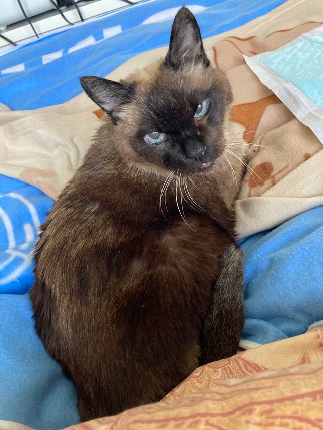 痩せてきても目に光が宿っていた＝turyさん（@tury21702354）提供