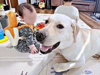 お母さんが見守る中、赤ちゃん、お兄ちゃんとまったり過ごすテリーくん（画像提供：テリー ラブラドールさん）