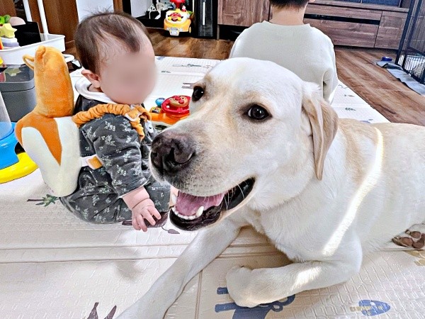 お母さんが見守る中、赤ちゃん、お兄ちゃんとまったり過ごすテリーくん（画像提供：テリー ラブラドールさん）