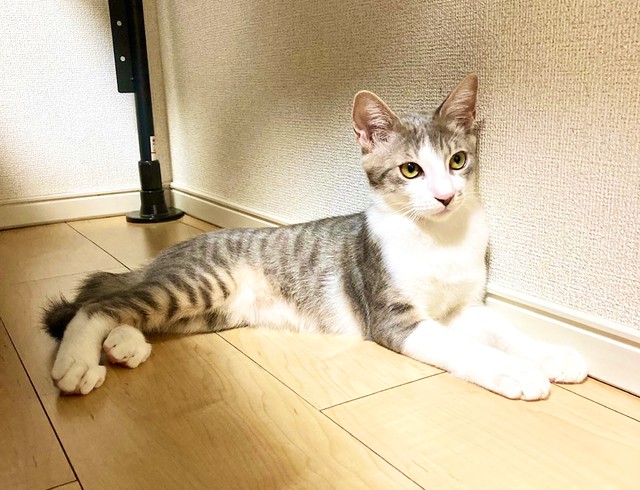 サバ白のマリンちゃん