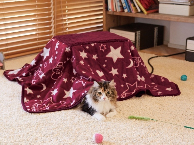 「ペットの夢こたつ」（ドギーマンハヤシ提供）