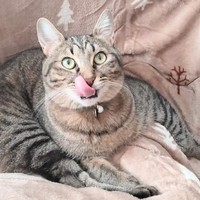 舌をペロリ！ すくすくと成長したそらくん（画像提供：車で来た猫そらさん）