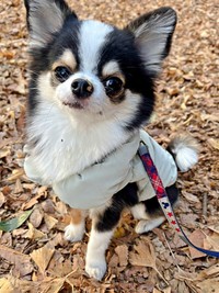 公園で元気に遊ぶもちょちょちゃん（画像提供：もちょちょ愛してる。さん）