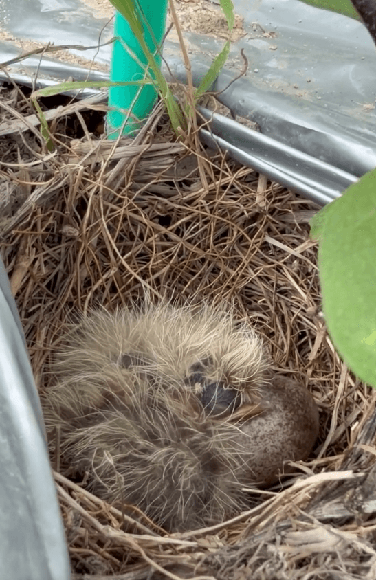 産毛につつまれた赤ちゃんヒバリ3羽（amyu farmさん提供）