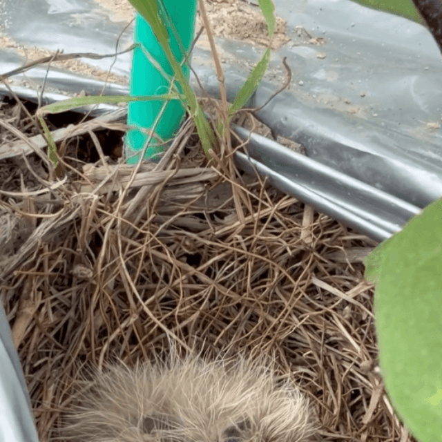 産毛につつまれた赤ちゃんヒバリ3羽（amyu farmさん提供）