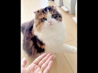再び、「お手」を試してみると、やはり避けたこむぎちゃん（画像提供：夫と猫。嫁による観察日記さん）