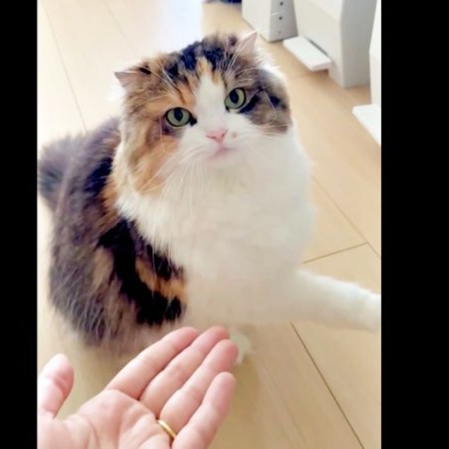 再び、「お手」を試してみると、やはり避けたこむぎちゃん（画像提供：夫と猫。嫁による観察日記さん）