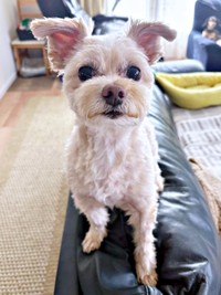 飼い主さんを見つめる様子が愛らしいまろちゃん（画像提供：まろこちゃん）