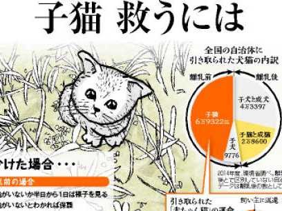 子猫を見つけた！　まず母猫探し、いなければ保護し動物病院へ