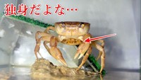 3年間、単独飼育のカニが産卵…どうして？（るうさん提供）