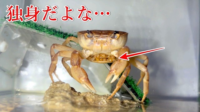 3年間、単独飼育のカニが産卵…どうして？（るうさん提供）