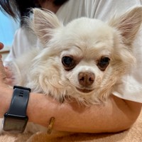 このチワワちゃんは訳あって毎週点滴に通院しておられますが、以前は塩が足りていませんでした。