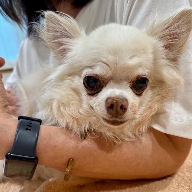 このチワワちゃんは訳あって毎週点滴に通院しておられますが、以前は塩が足りていませんでした。