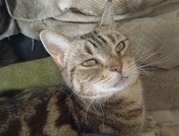 精神的な辛さを抱えながら、愛猫ファーストな闘病生活を送った