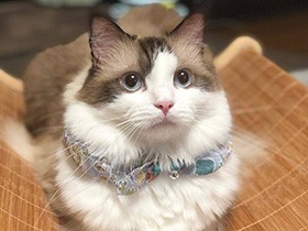 落ち込んでいるとそっと寄り添って、支えてくれる存在　ラグドール「ダル」