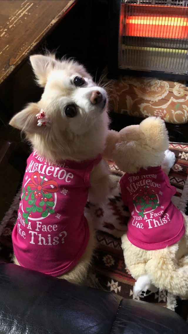 クーちゃんには、実はぬいぐるみのキーちゃんという家族がいます