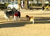 他のワンコ同士が遊んでいるところに割って入ることも（笑）