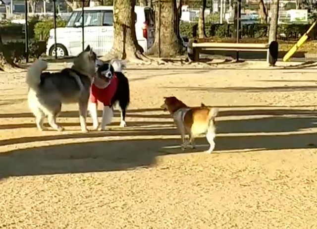他のワンコ同士が遊んでいるところに割って入ることも（笑）
