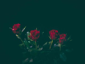 いつか堂々と姿を見せてやる。見た目を整え、私は自尊心を取り戻した