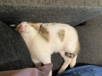 お昼寝って最高、気持ちいいね