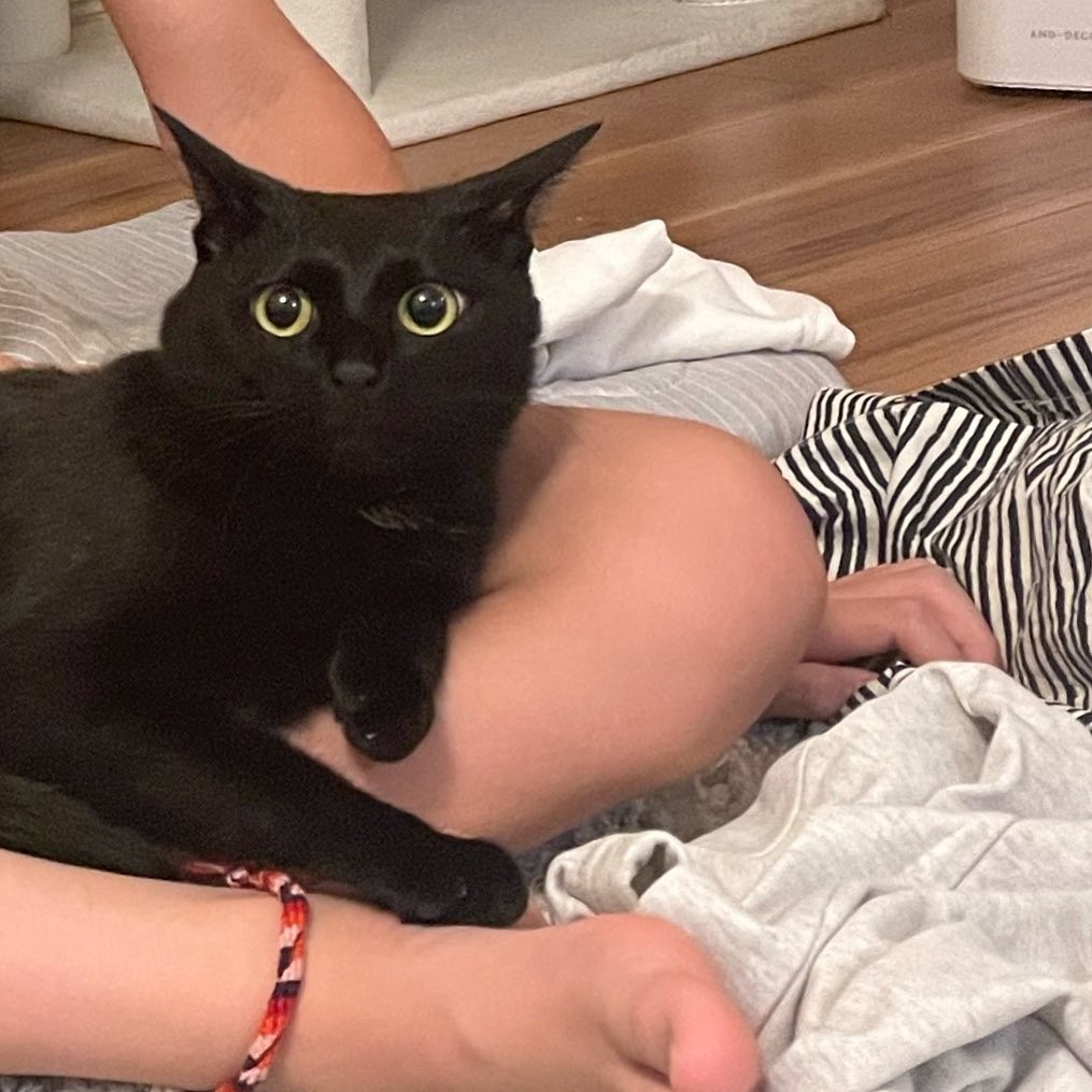壊死寸前で3本脚になった猫、譲渡会で引き取り手おらず 子どもの「家族 