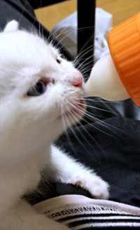 ミルクを懸命に飲むぷぅちゃん（画像提供：masaru———menさん）