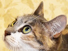 「猫は不調を隠す。健康なうちに予防を」 カナダの専門医が解説