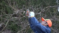 モモの木の枝を切る音が響く　岡山・新見市の果樹園でせん定作業