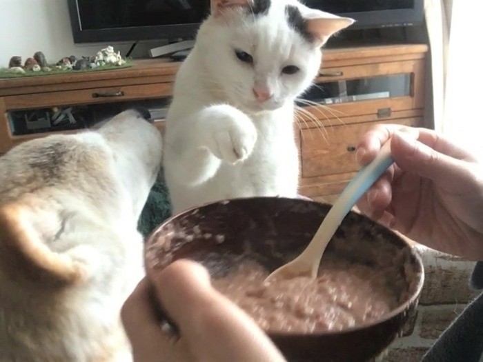 くぅがしののごはんを狙って（辰巳出版　提供）