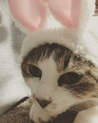 うさぎちゃんになってみたよ