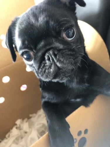 家にきたころの「源太」