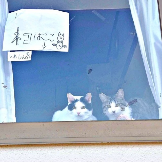 窓辺で「営業活動」に勤しむ（左から）のりおさん、ごまおさん（画像提供：あすか 着物と猫とカネコ系さん）