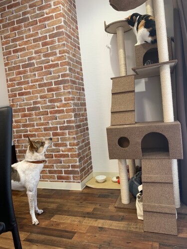 スタッフの愛犬と、くるみ。互いに意識しているけれど、仲良くなるのはまだ少し先かな？（山下さん提供）