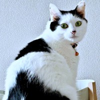 見返り美人なめかぶちゃん（画像提供：硝子さん）