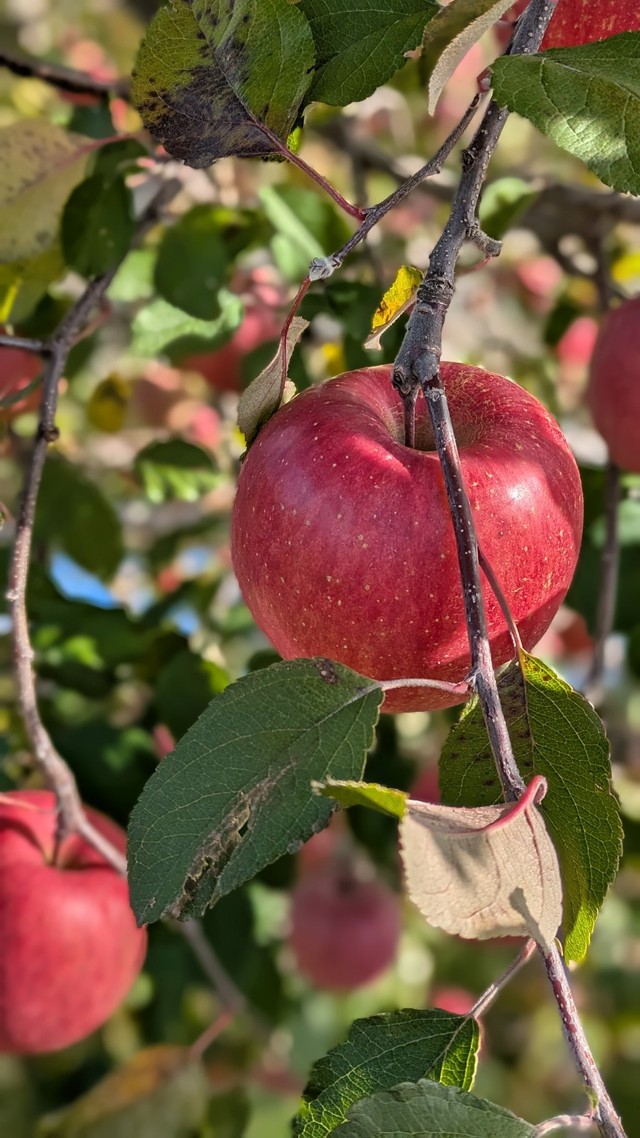 （北沢毅さん提供）