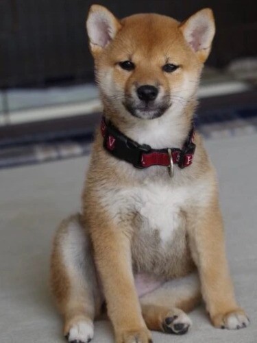 家にきたころの「ゆり」