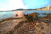 水を飲みに来た、長毛種のさび柄の雌猫フサ子（２０２２年８月３日朝、大津市内）＝太田康介さん提供