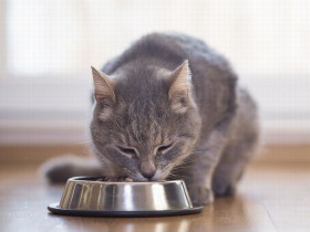 エサを食べない、元気がない…　猫の異変を見逃さないためには