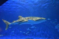 2025年8月19日。11代目ユウユウ、搬入翌日の姿（かごしま水族館提供）