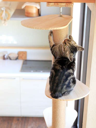 テンション高めです