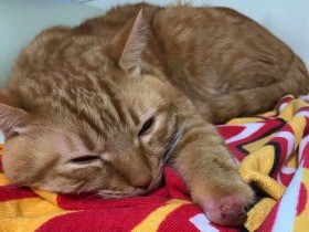 傷ついた子猫を保護、どうしたらいい？　【ペットの事件簿】