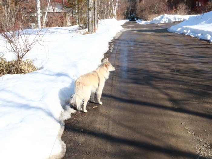 山の家での散歩風景