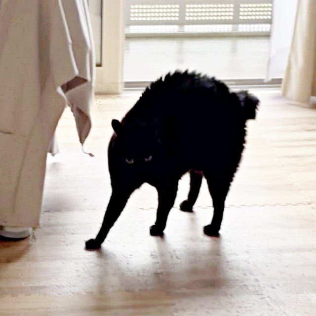 名前を呼ばれて『やんのかポーズ』になるあさりちゃん（画像提供：黒猫あさりさん）