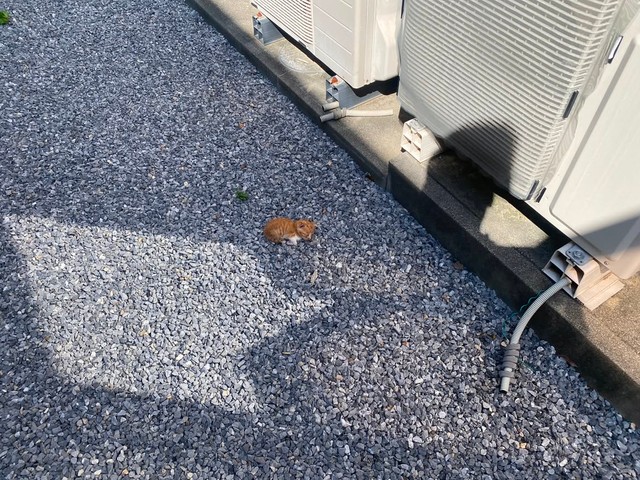 Aさんと子猫チャンの出会いはこんな状況だったようです。家の外の砂利の中にポツンと落ちていて...熱中症になりそうです。