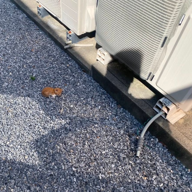 Aさんと子猫チャンの出会いはこんな状況だったようです。家の外の砂利の中にポツンと落ちていて...熱中症になりそうです。
