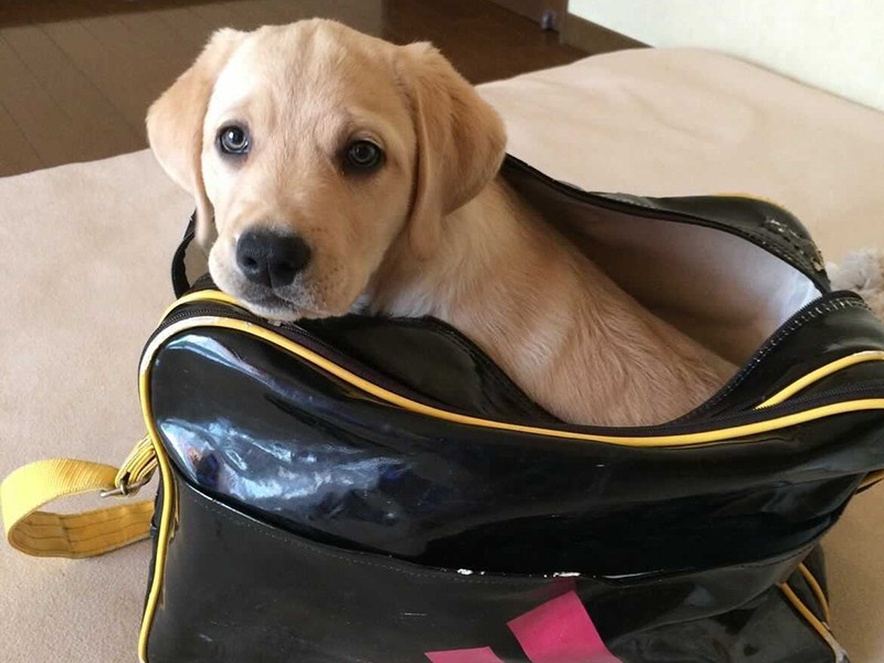 家にきたころの「リッキー」