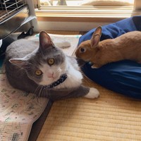 しらたまくんは肉球全開しませんが、ウサギちゃんと仲良しなんです（わがやのねこさん提供）