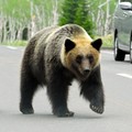 クマと人間の距離　野生とは何か、知ることから　服部文祥